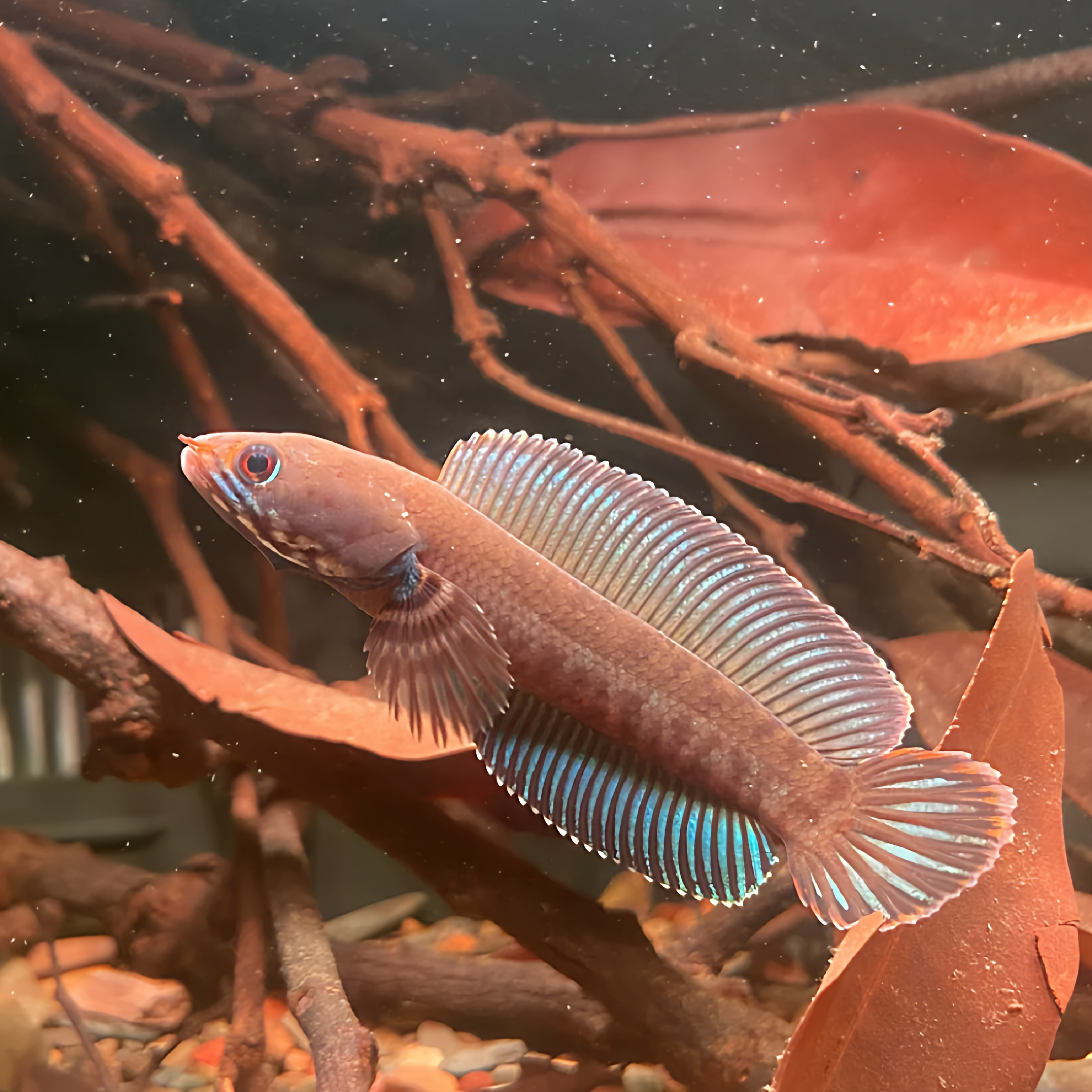 奶茶雷龙鱼阿萨姆热带观赏鱼小型斑斓色彩鲜活水族箱颜值担当,宠物/宠物食品及用品,鱼,淘宝优惠券,粉丝福利购,淘宝优惠卷