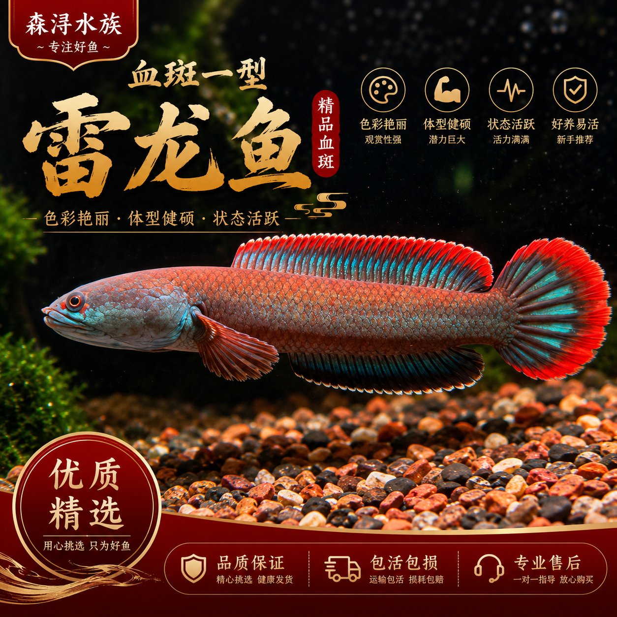 发色靓丽血斑一型雷龙活体凶猛善斗互动感强小型雷龙猛鱼活体