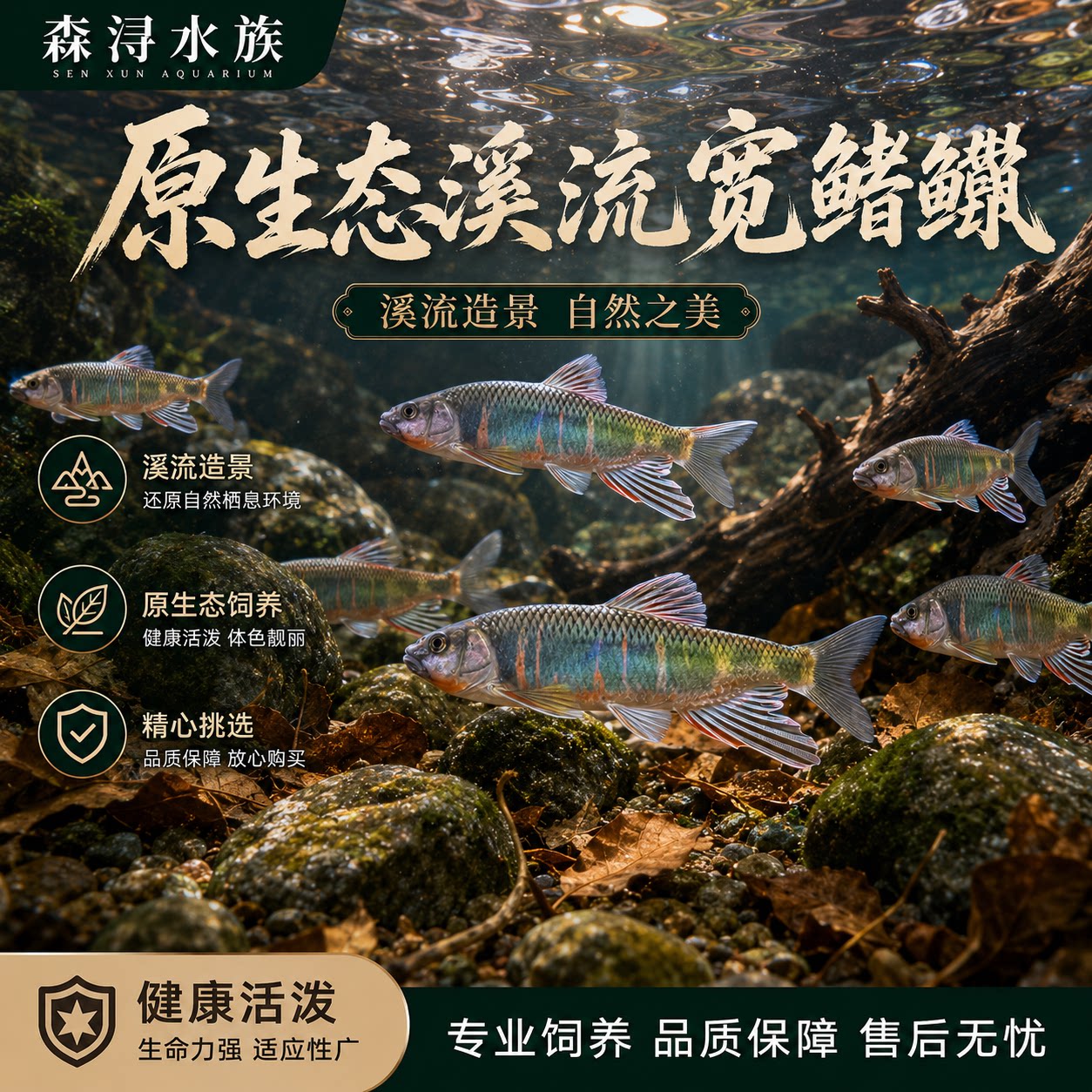 溪流精灵宽鳍鱲活体群游密集视觉效果好色彩丰富灵动活泼观赏鱼