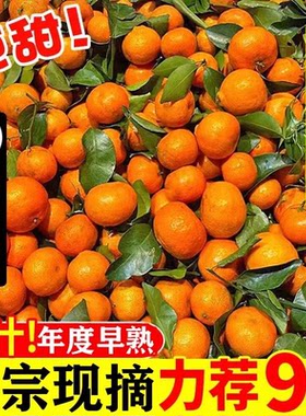 正宗广西砂糖橘10斤新鲜水果当季甜橘子精品无籽小沙糖桔子包邮