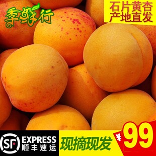 正宗石片黄杏农家现摘露天大黄杏子鲜杏孕妇新鲜水果4斤 顺丰包邮