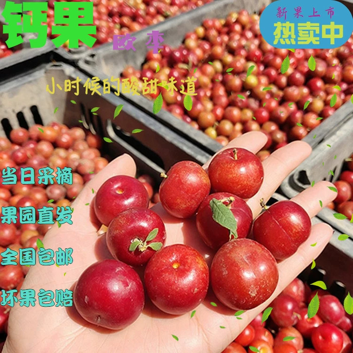 欧李鲜果天然鲜补性钙果偏酸老人新鲜儿童高钙新鲜营养水果1000g