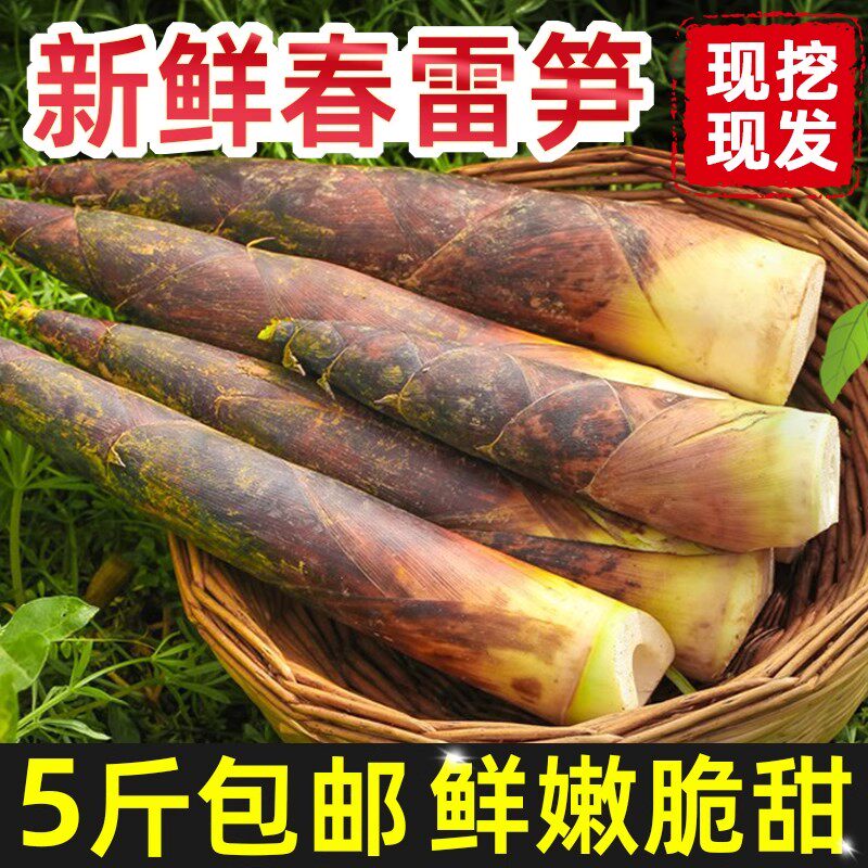 四川雷笋新鲜现挖农家竹笋5斤商用 鲜笋野生春笋腌笃鲜蔬菜