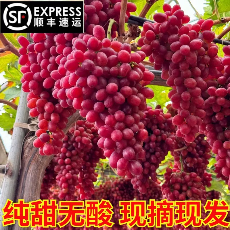 顺丰包邮现摘现发四川大凉山无籽桃