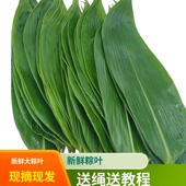 干叶子 新鲜野生大粽叶真空鲜粽叶子包粽子 粽叶粽子叶粽粑叶 免邮