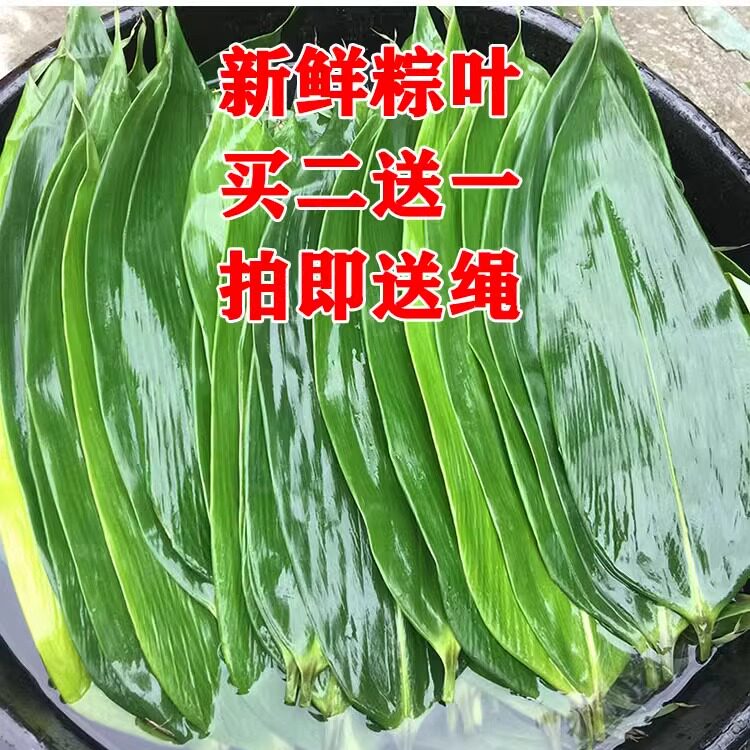 买二送一 新鲜大粽叶鲜棕叶野生天然粽子叶竹叶廖叶真空100片免邮