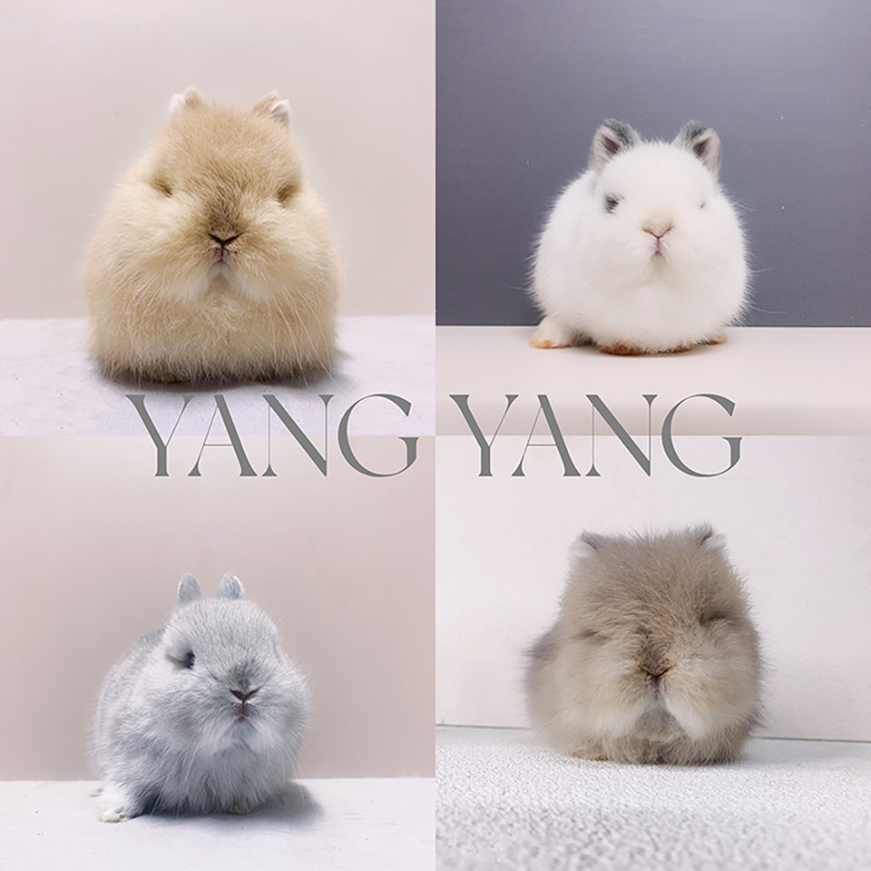 进口双血统侏儒兔 专注繁育进口双血统侏儒兔