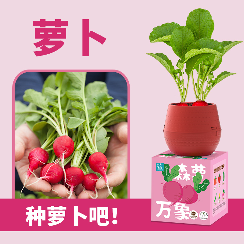 儿童种植小盆栽办公室开运绿植