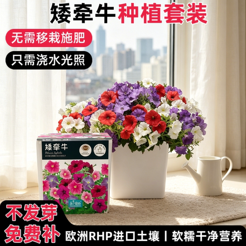 匠心绽放矮牵牛种植盆栽套装阳台