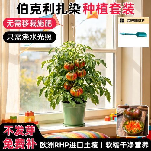 匠心绽放伯克利扎染番茄种植套装