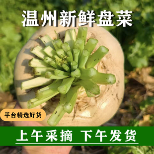 浙江温州新鲜盘菜白萝卜大圆头特产散装时令当季蔬菜3斤装5斤装