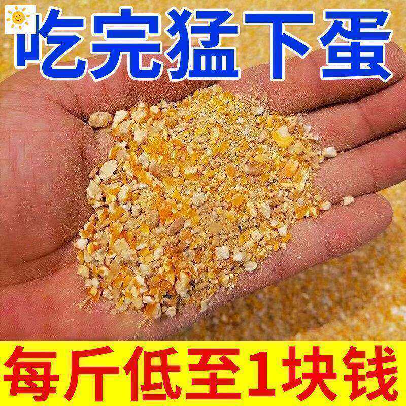 玉米碎渣饲料喂鸡食家用