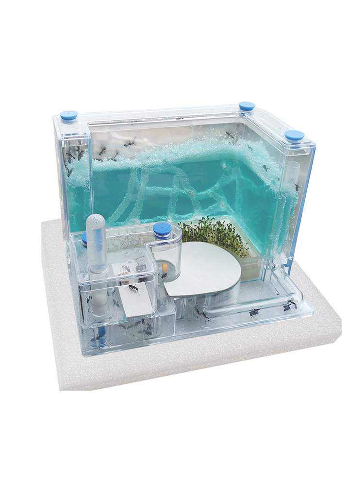 vaimy蚂蚁工坊宠物蚁窝平面3D城堡家园别墅活体生态繁殖专用巢HOT