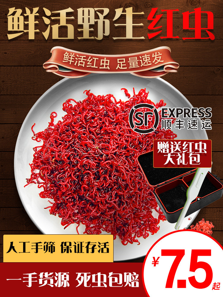 鲜活红虫特大号公赤虫活体活饵喂鱼拉饵鲫鱼野钓饵料钓鱼蚯蚓鱼食