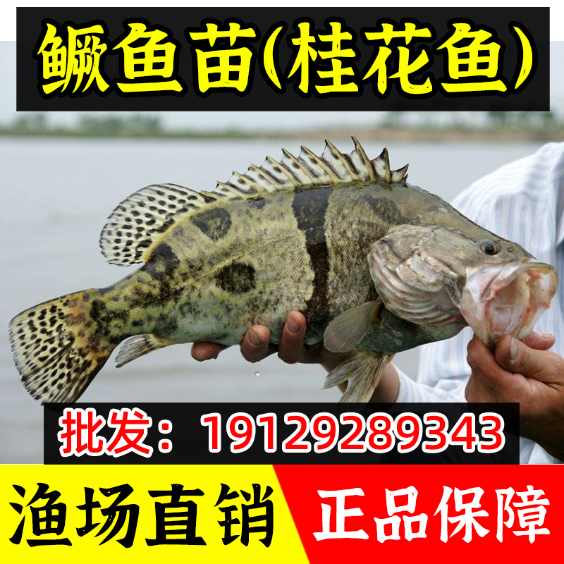 鳜鱼苗淡水桂花鱼苗养殖翘嘴鲑鱼活体凶猛斑桂食用贵鱼冷水观赏鱼