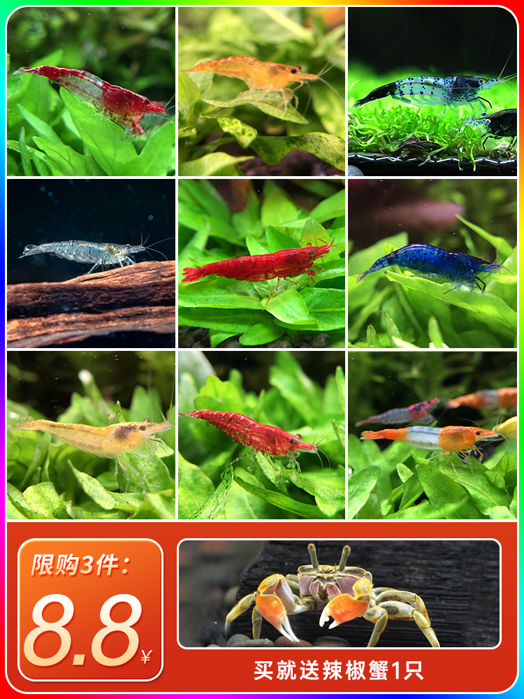 黑壳虾除藻虾鲜活观赏虾
