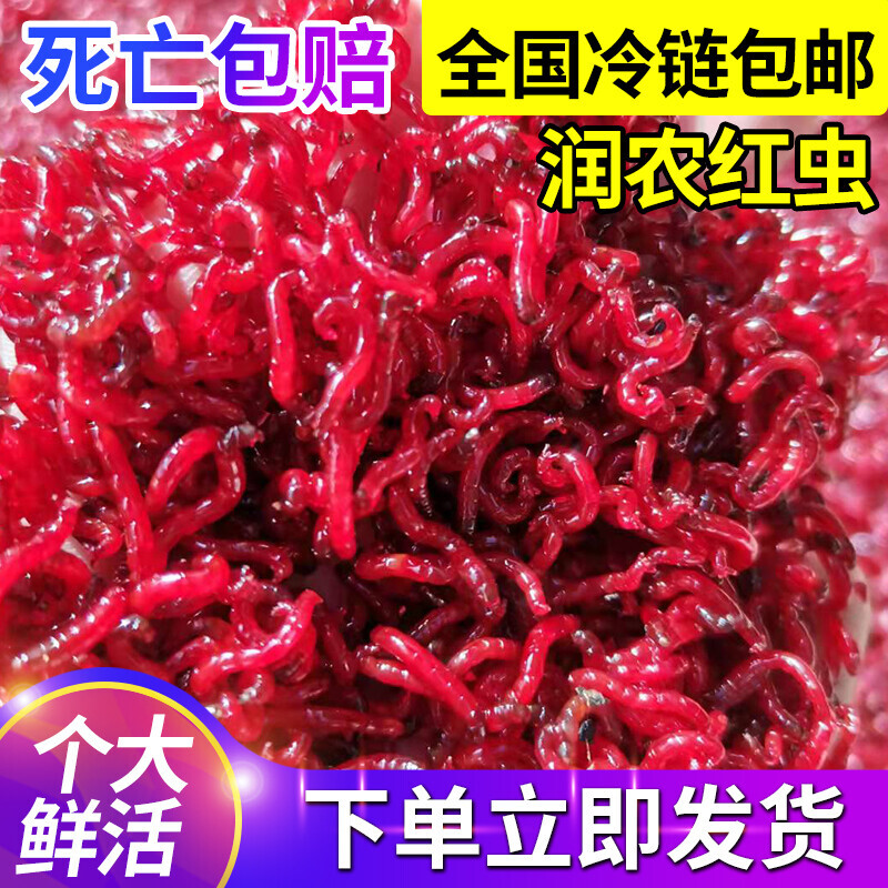 红虫活饵鲜活黑头公虫活体特大号垂钓拉饵鱼食鲫鱼饵料润农鱼饵