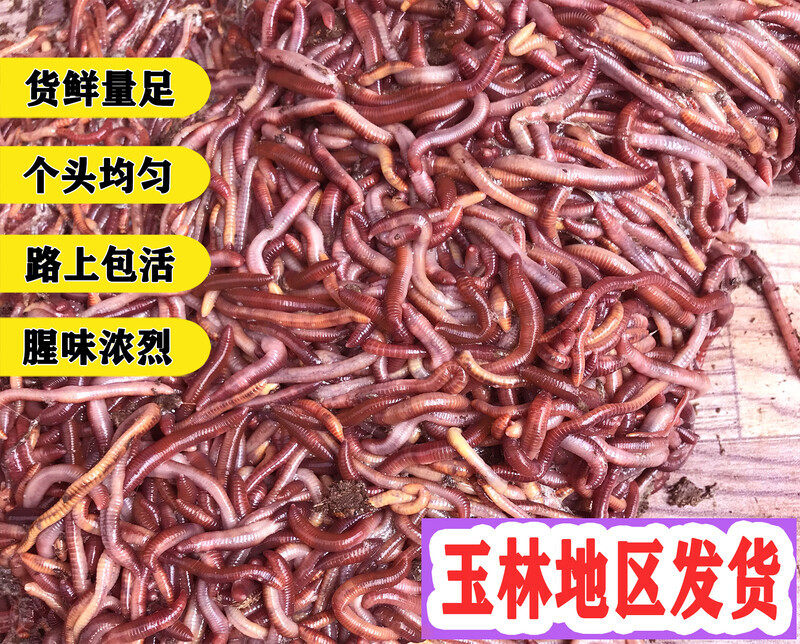广西蚯蚓活饵鲜活大号红蚯蚓养殖活饵/谷麦饵等饵料