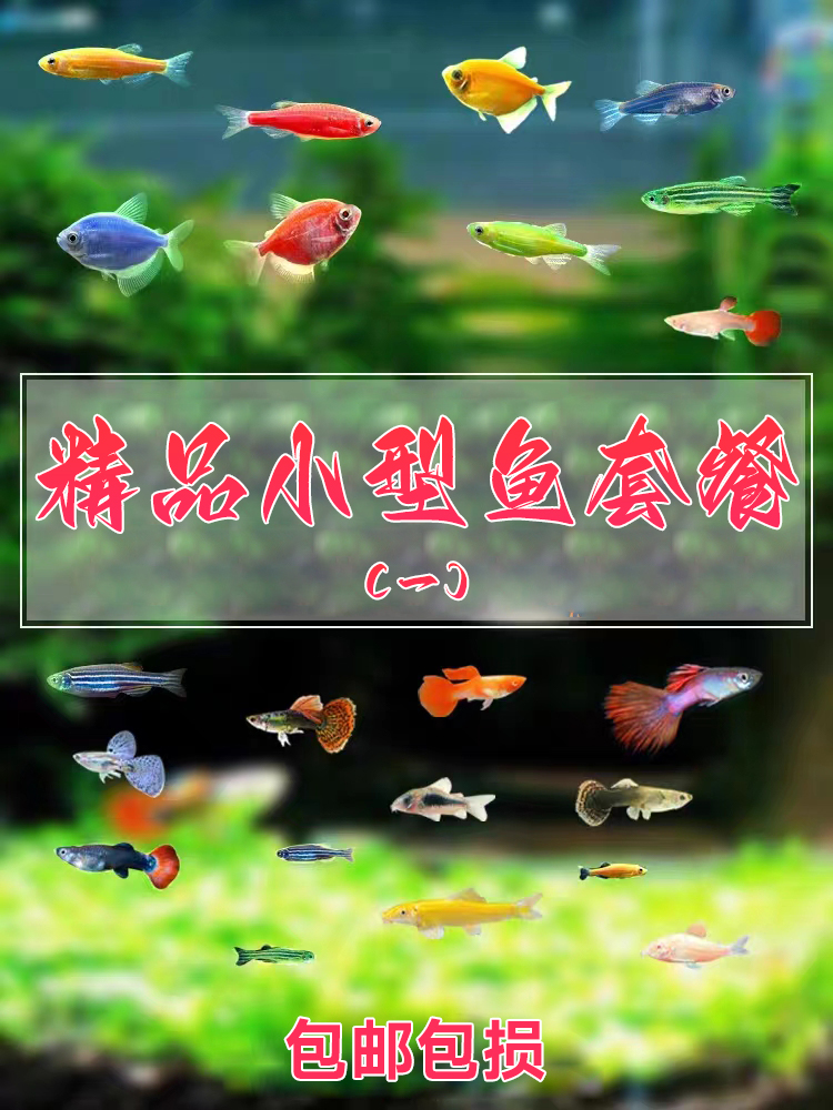 小型热带观赏活鱼斑马鱼孔雀鱼红绿灯科天使神仙金鱼淡水好养小鱼