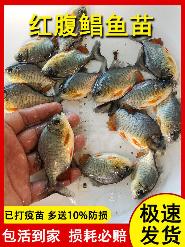 鲳鱼苗红腹白鲳鱼淡水养殖食用仓鱼苗肉食凶猛活体昌鱼好养观赏鱼