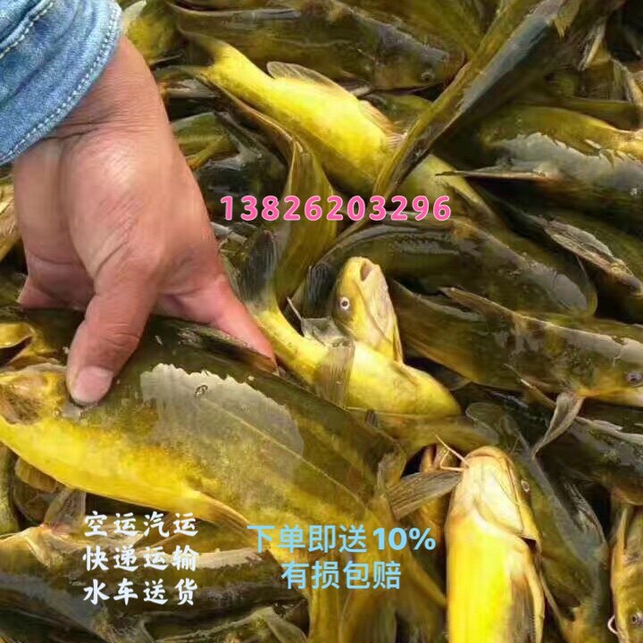 鱼苗活体、黄颡鱼苗-杂交黄骨鱼苗 100尾起拍 淡水养殖鱼苗包邮
