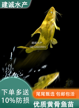 黄辣丁鱼苗黄骨鱼黄颡鱼淡水养殖食用易活鱼黄鸭叫鱼苗昂刺小鱼苗
