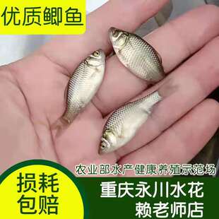 良种鲫鱼活体鱼苗麻鲫彭泽鲫中科三号大板淡水养殖鲫鱼苗重庆
