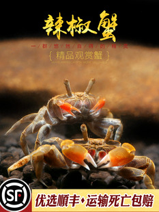 辣椒蟹冷水观赏蟹小型鱼缸热带鱼配蟹仔相手将军红宠物小河蟹活体