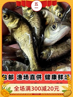 花鲢鱼苗大头鱼苗超大鲢鳙芝麻花鲢鱼苗胖头鱼淡水养殖鳙鱼苗食用