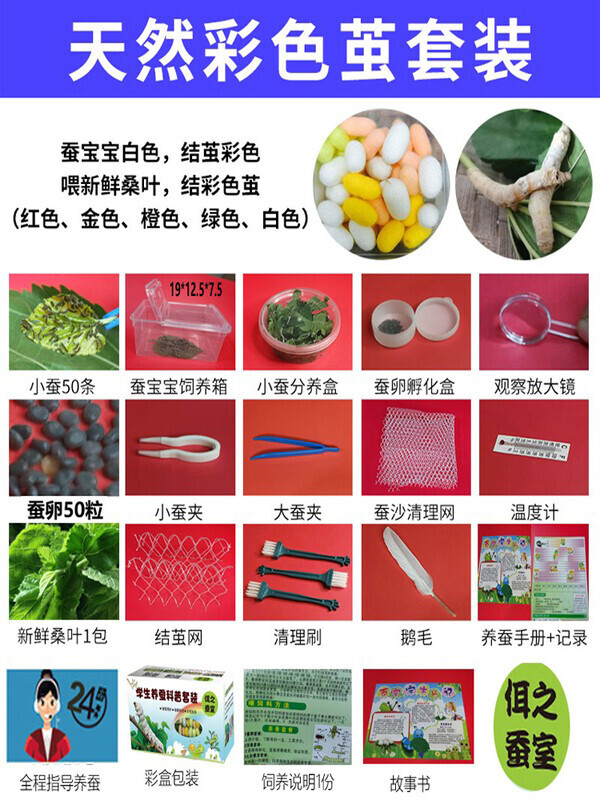 蚕宝宝学生养蚕套装七彩蚕金丝蚕 春蚕卵蚕幼虫彩色丝蚕新鲜桑叶
