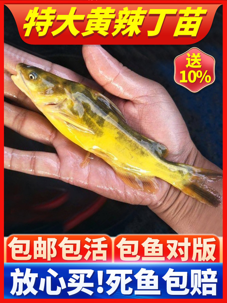黄骨鱼苗黄辣丁鱼苗黄桑颡鱼苗黄鸭叫黄腊丁淡水养殖食用活体鱼苗