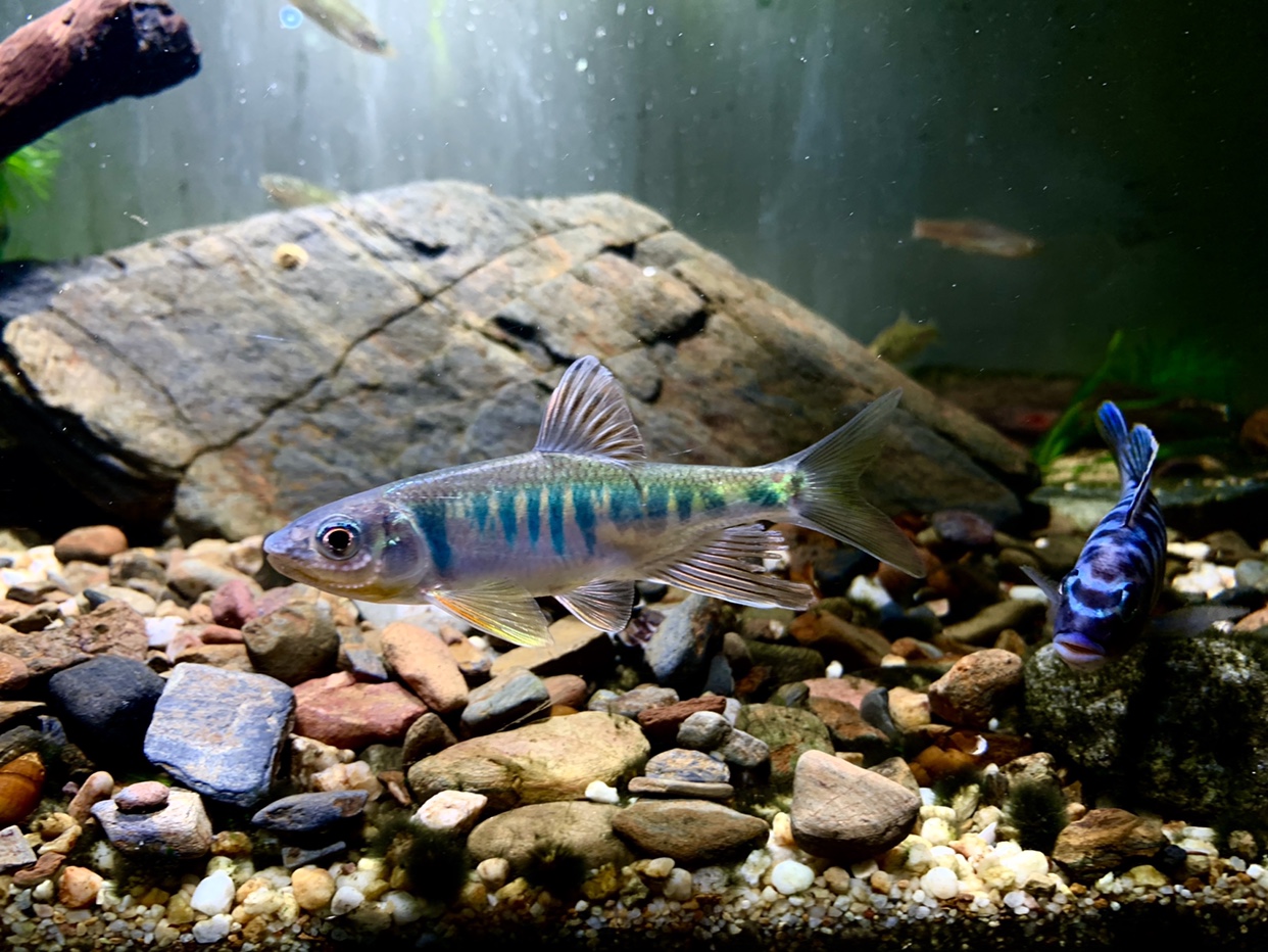 长鳍鱲异鱲群游鱼原生态淡水鱼马口好养耐养不加温溪流冷水观赏鱼