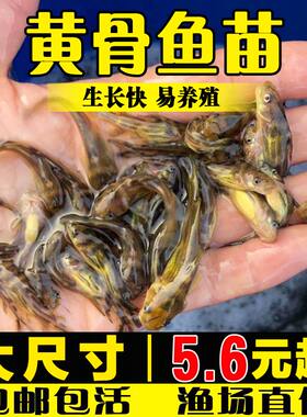 黄骨鱼黄辣丁黄鸭叫鱼苗淡水养殖食用黄丫头小鱼苗昂刺鱼黄颡鱼苗