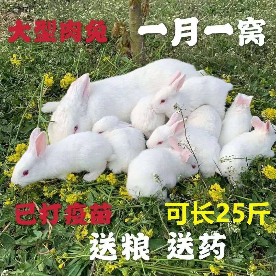 兔子活物公母一对活体宠物家兔活兔肉兔子苗巨型兔子苗家养幼兔苗