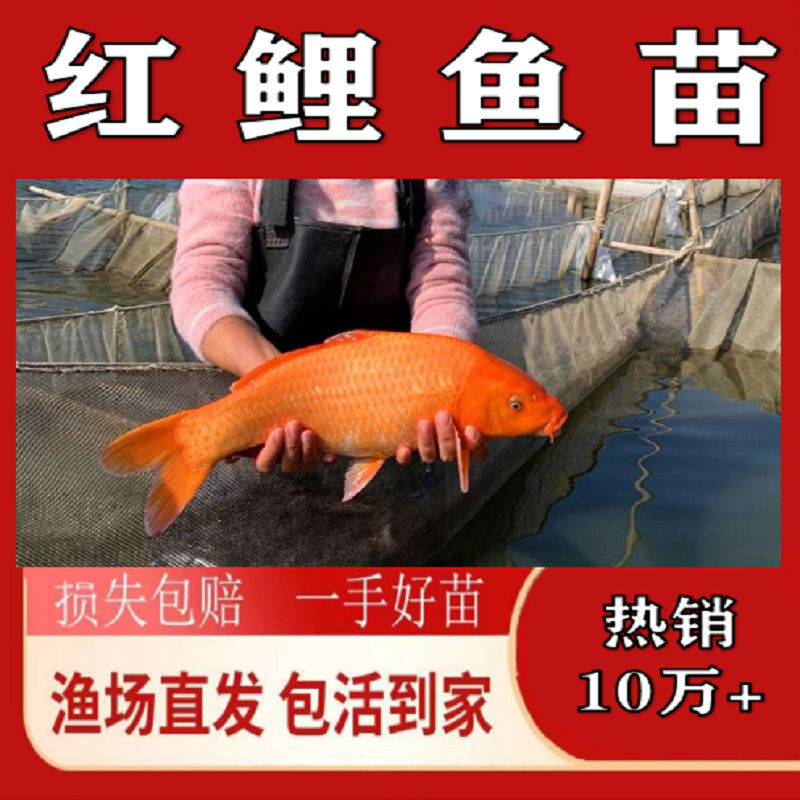 大品种兴国红鲤鱼苗可食用淡水养殖鱼苗荷包红鲤鱼苗包活
