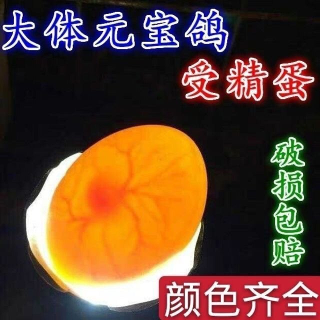 大体元宝鸽子种蛋可以孵化的受精蛋一对包邮元宝圆环摩登观赏鸽