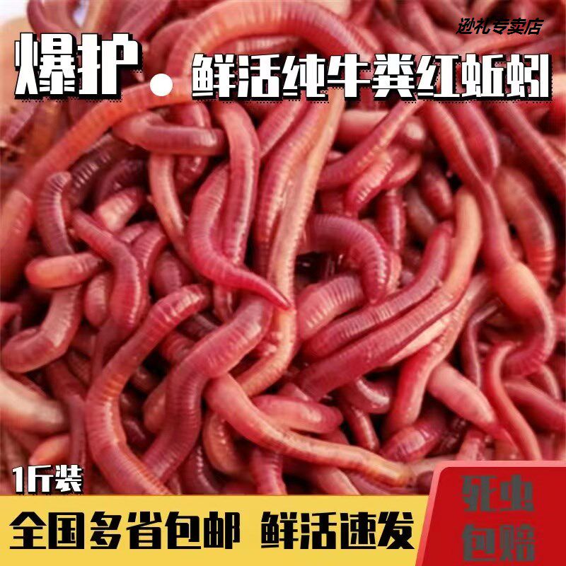 蚯蚓红虫青蚯蚓蚯蚓活体牛粪蚯蚓钓鱼虫活饵专攻鲫鱼野钓冬天鱼饵