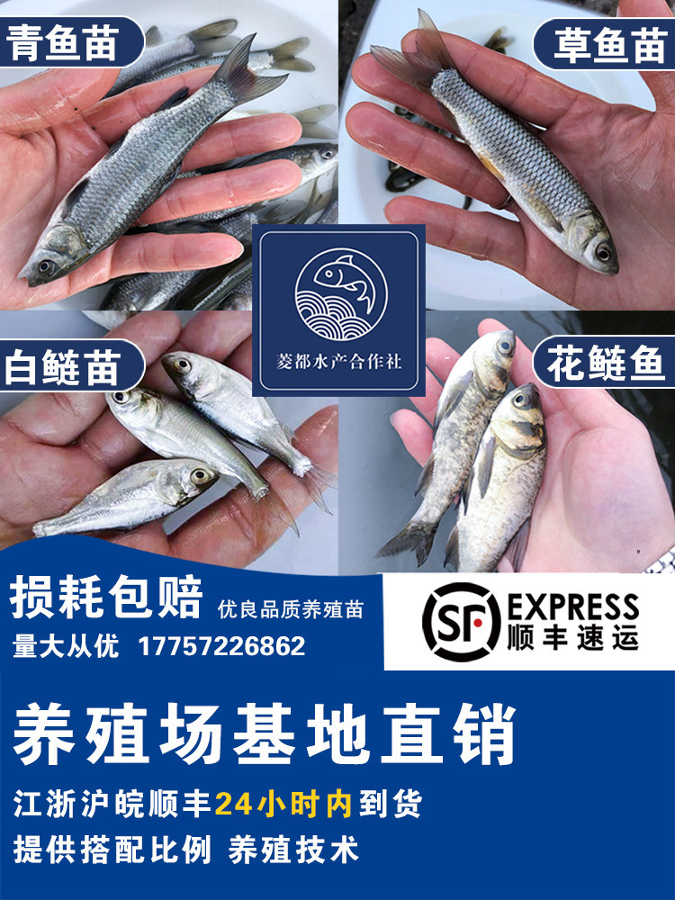草鱼苗青鱼苗螺蛳青胖头花鲢白鲢鳊鱼鲫鱼苗活体鱼苗淡水养殖食用