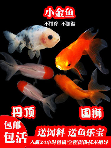 金鱼活鱼观赏鱼小型淡水好养冷水鱼苗新手小金鱼兰寿蝶尾珍珠龙睛