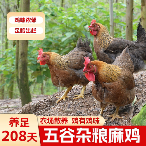 208天清远麻鸡农场散养母鸡肉质鲜美煲汤
