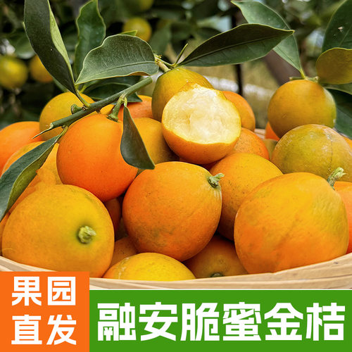 正宗融安金桔清甜无渣脆皮果园直发当季鲜果
