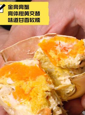 台山膏蟹黄油奄仔蟹顺丰包邮到家【仅售广东】【活蟹不要放冰箱】