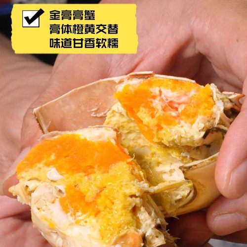 台山膏蟹黄油奄仔蟹顺丰包邮到家【仅售广东】【活蟹不要放冰箱】