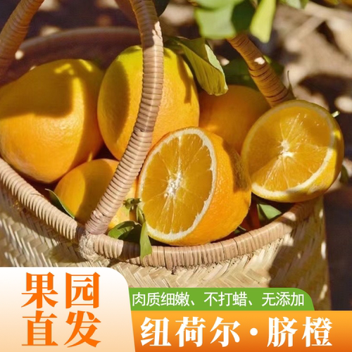 攀枝花纽荷尔脐橙四川特产核心产区橙香纯甜水份充足