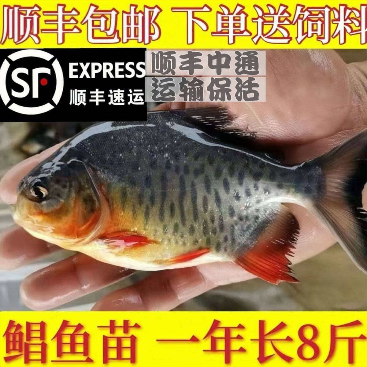 6/8厘米红鲳鱼苗白鲳鱼苗食用鲳鱼苗活淡水放养殖热带鱼淡水鲳鱼