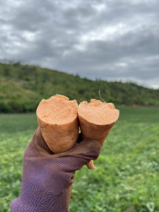 云南建水高原黄皮黄心红薯新鲜现挖糖心蜜薯软糯香甜香味浓郁大果