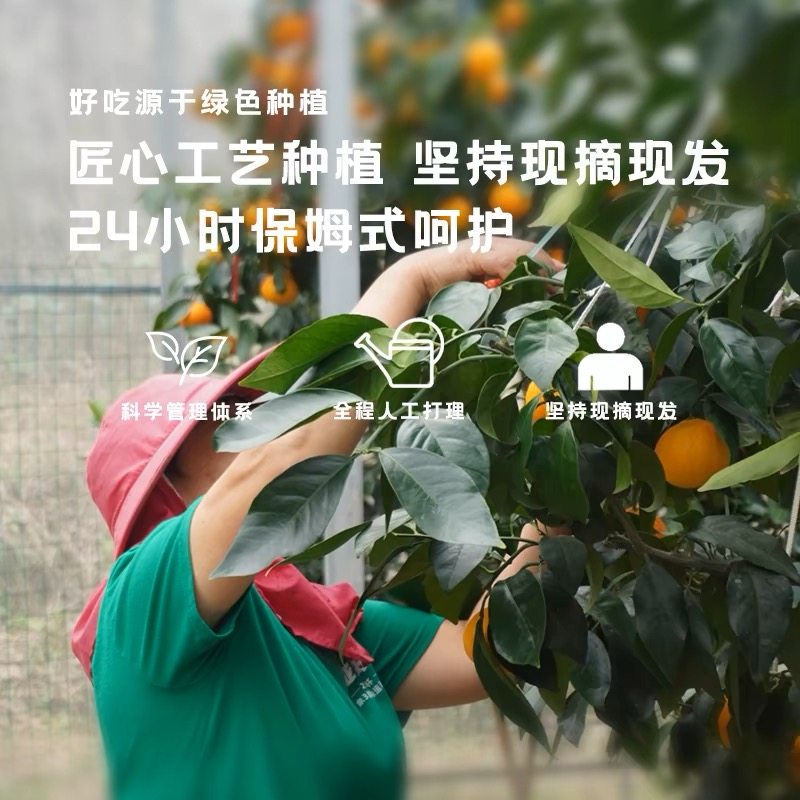 果肉细腻如布丁，入口即化