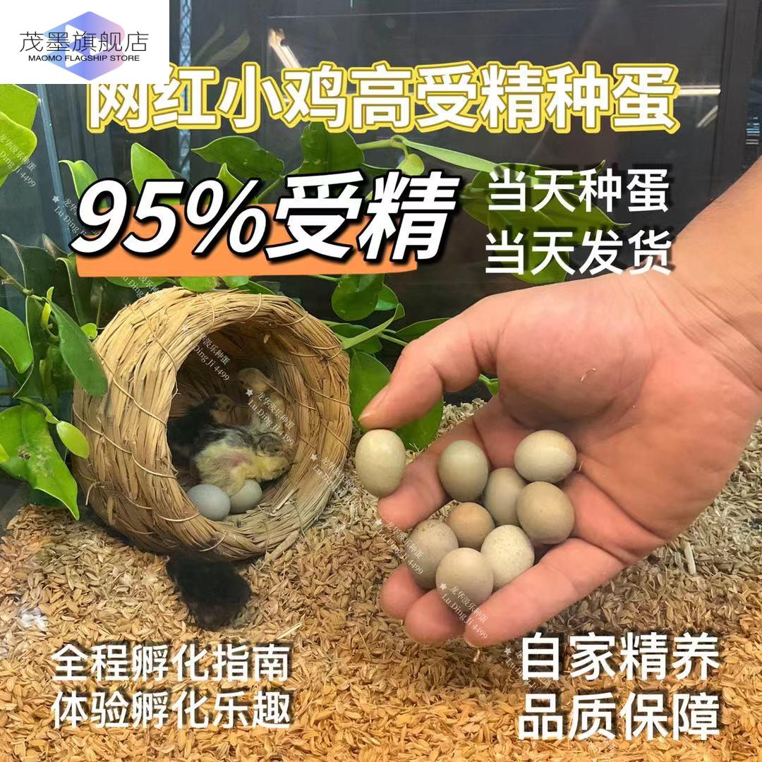 网红小宠物鸡活可孵化迷