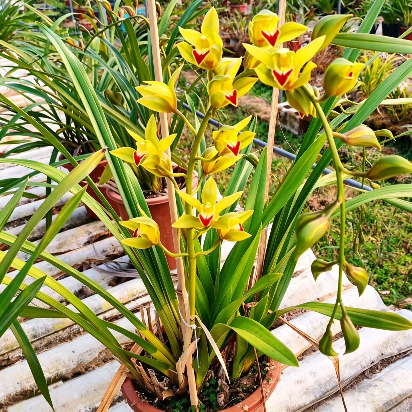 虎头兰红嘴鸥四季易种植盆栽兰花