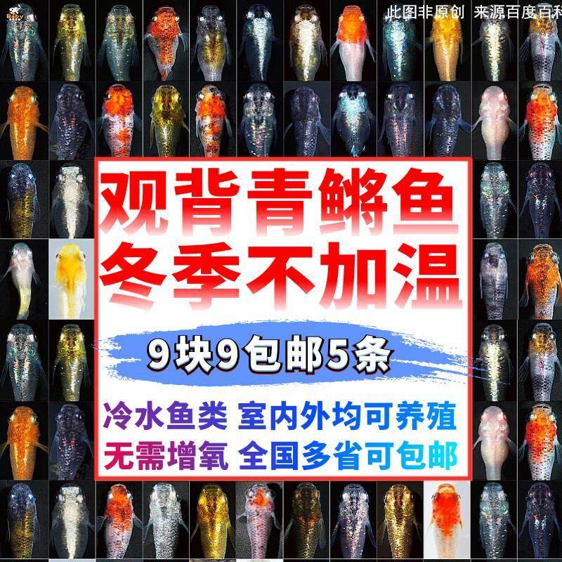 精品热带鱼灯鱼黑魔鬼刀黑羽毛鱼活体观赏鱼活体面额免邮包损_虎窝淘